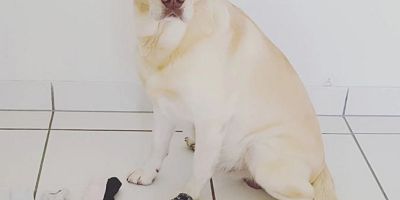 Dog behaviourist on why some mischievous hounds are just bad to the bone