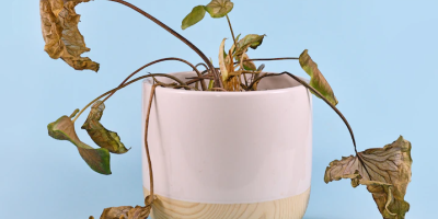 How to take care of indoor plants in hot weather and heatwaves