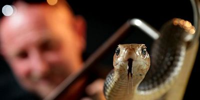 'Severe increase' in pests following Queensland's flood disaster as snake, rat callouts rise