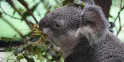 Debate begins on what animal should be mascot for 2032 Brisbane Olympics