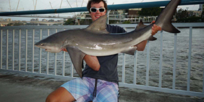 Bull sharks are common in the Brisbane River so don't let your dogs go for a swim