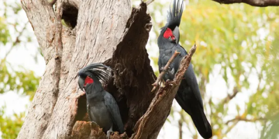 The palm cockatoo should be Brisbane Olympics mascot – imagine a stadium full of big crested hats and drumming on seats