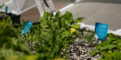 Gardening breaks hoped to boost staff mental health at Brisbane’s Mater Hospital