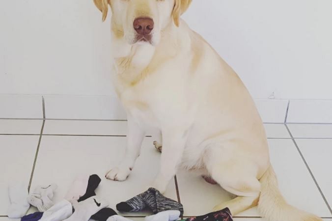Dog behaviourist on why some mischievous hounds are just bad to the bone