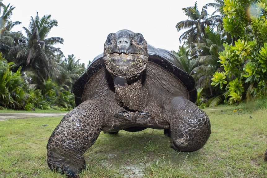 Giant tortoise filmed hunting and eating tern chick. Yes, it's as slow as you'd imagine