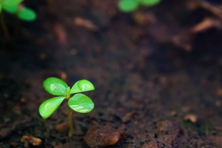 Researchers pitch pee-based fertiliser trial to make Brisbane parks a wee bit better