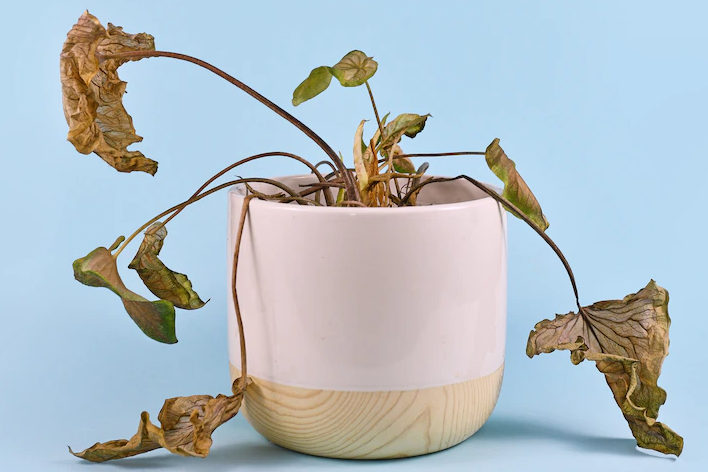 How to take care of indoor plants in hot weather and heatwaves