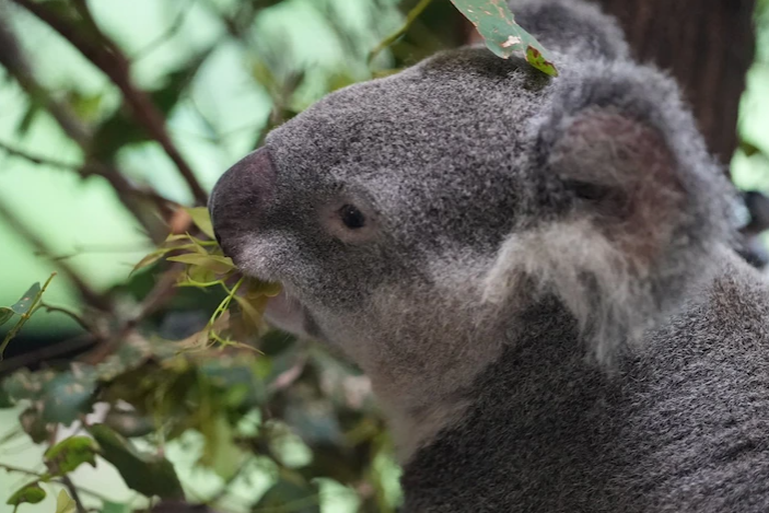 Debate begins on what animal should be mascot for 2032 Brisbane Olympics