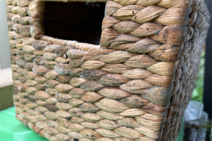 Whose responsibility is mould in a rental home and how should a tenant deal with it?