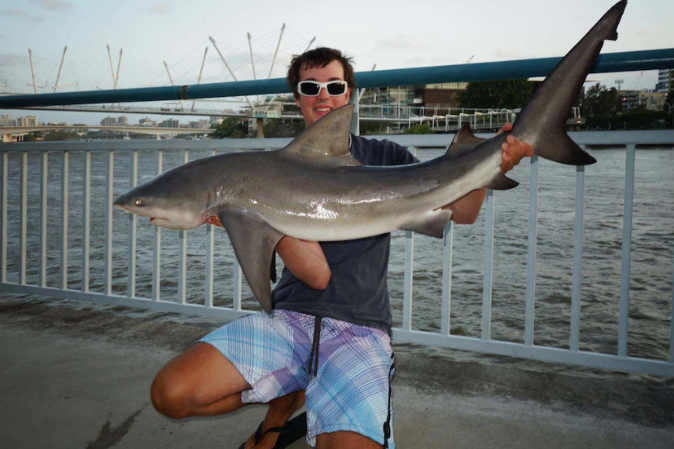 Bull sharks are common in the Brisbane River so don't let your dogs go for a swim