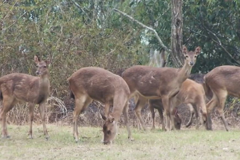 Deer population wreaking havoc in Brisbane's southwest