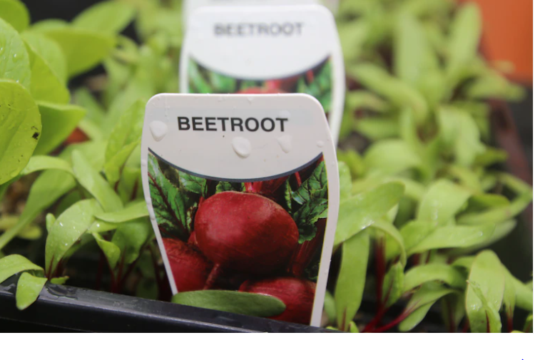 As the cost of living surges, home-grown fruit and vegetables are something to 'fall back on'