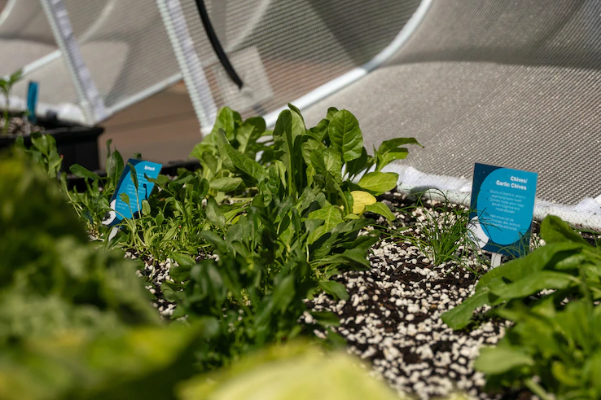 Gardening breaks hoped to boost staff mental health at Brisbane’s Mater Hospital