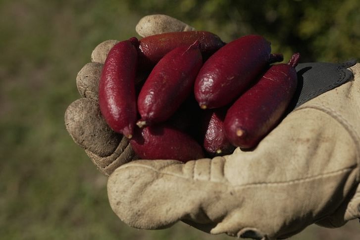 Have you heard of the finger lime? The Australian native everyone needs in their kitchen